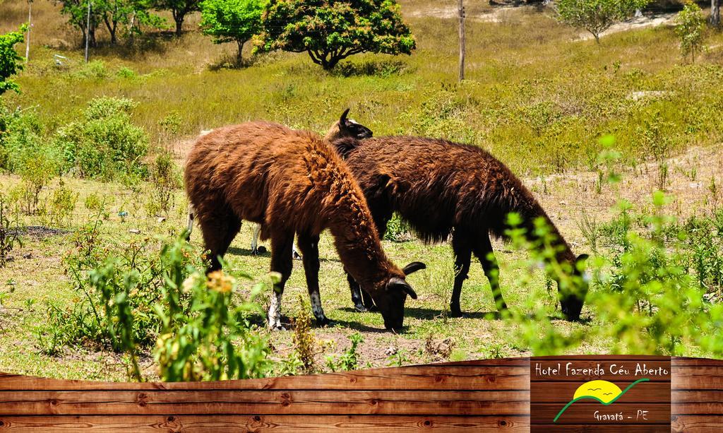 Hotel Fazenda Ceu Aberto Gravatá Eksteriør billede